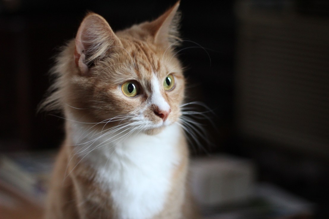 02 Animals &amp; Lighting