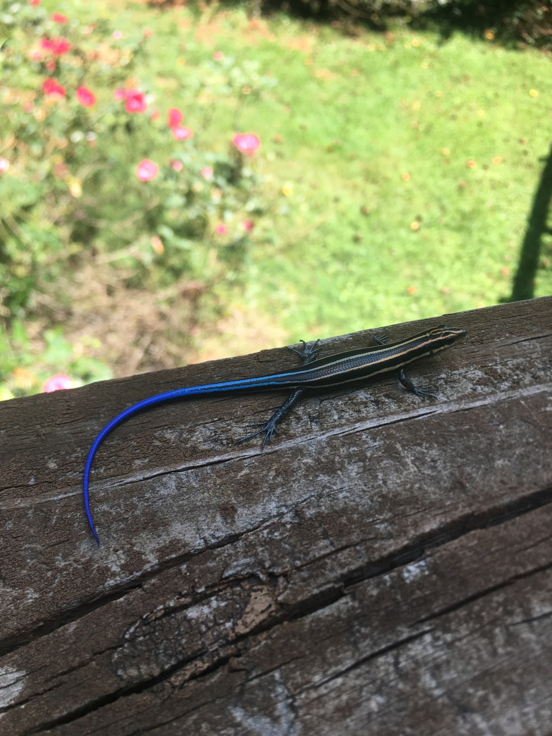 AF27C036-AD3E-4781-A9FF-CFE6733A31D6